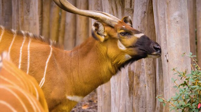 close up of oryx bong bongo head looking around on a sunny day