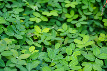 A close-up shot of green ground cover plants, with a few leaves showing a distinct yellowing.