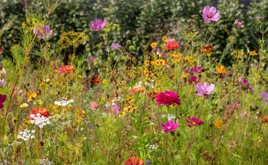 Wide variety of bee-friendly colourful wild flowers including cornflowers, poppies, daisies and marigold, growing at Wisley garden, Surrey, UK. 
