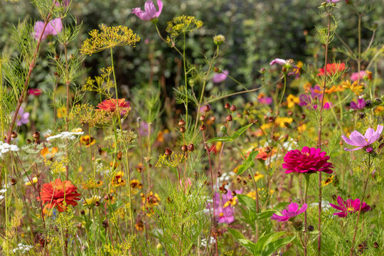 Wide variety of bee-friendly colourful wild flowers including cornflowers, poppies, daisies and marigold, growing at Wisley garden, Surrey, UK. 
