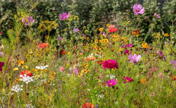 Wide variety of bee-friendly colourful wild flowers including cornflowers, poppies, daisies and marigold, growing at Wisley garden, Surrey, UK. 
