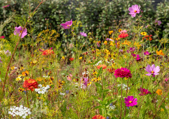 Wide variety of bee-friendly colourful wild flowers including cornflowers, poppies, daisies and marigold, growing at Wisley garden, Surrey, UK. 
