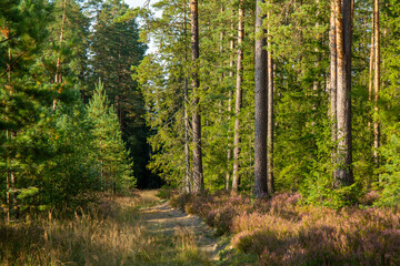 Forest trail with fresh blooming heathers in early September on a sunny day in Latvia