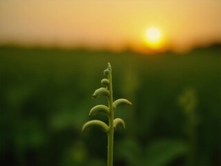 黄昏時の畑の緑の植物クローズアップ 農村の金色の夕日と緑の田んぼの風景