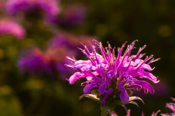In summer, the beautiful American mint flowers in the garden are blooming