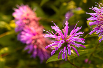 In summer, the beautiful American mint flowers in the garden are blooming