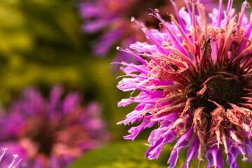 In summer, the beautiful American mint flowers in the garden are blooming