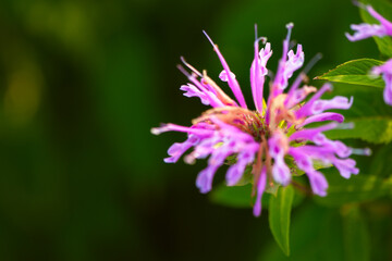 In summer, the beautiful American mint flowers in the garden are blooming
