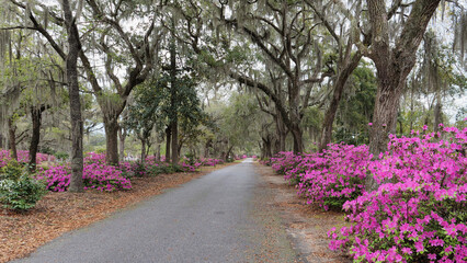 View of the path flanked by ancient trees draped in Spanish moss and vibrant pink azaleas winding through the historic Bonaventure Cemetery in Savannah, Georgia, USA