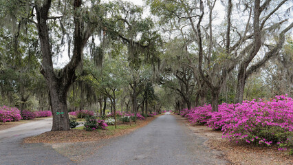 View of the path flanked by ancient trees draped in Spanish moss and vibrant pink azaleas winding through the historic Bonaventure Cemetery in Savannah, Georgia, USA