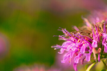 In summer, the beautiful American mint flowers in the garden are blooming