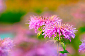 In summer, the beautiful American mint flowers in the garden are blooming