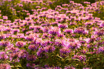 In summer, the beautiful American mint flowers in the garden are blooming