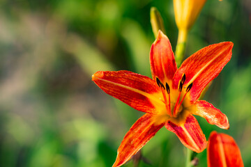 The big flower in the garden, the Xuancao, is blooming