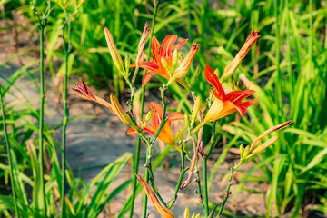 The big flower in the garden, the Xuancao, is blooming