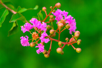 The beautiful wisteria flowers are blooming in competition, showcasing the beauty of nature