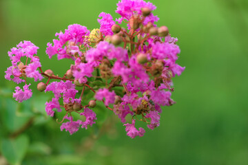 The beautiful wisteria flowers are blooming in competition, showcasing the beauty of nature