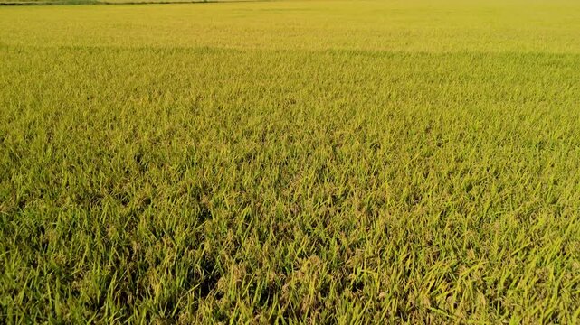 Aerial view, taken by a drone, of the paddy fields ready to be harvested in Lomellina, northern Italy. Lomellina is a countryside area between Piedmont and Lombardy Regions (Northern Italy).