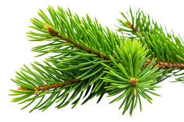 Fresh Evergreen Sprig Lush Green Pine Branch Isolated on White Background