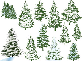twelve winter firs isolated on white