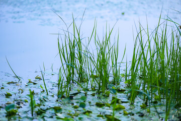 Water plants by the river, various types of vegetation, showcasing the beauty of nature, outdoor photography