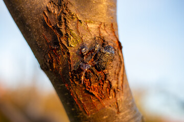 Close-up of tree sap oozing from a wound in the bark of a pruned branch.