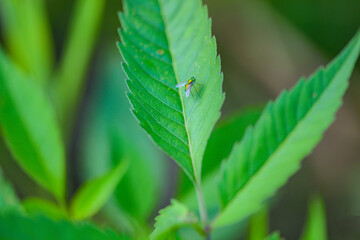 Water plants by the river, various types of vegetation, showcasing the beauty of nature, outdoor photography