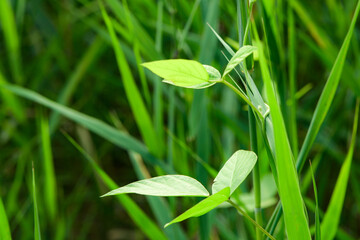 Water plants by the river, various types of vegetation, showcasing the beauty of nature, outdoor photography