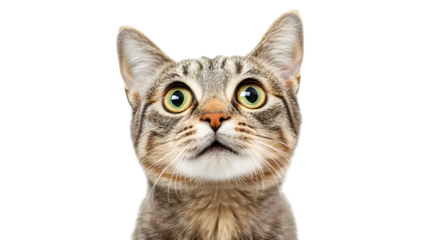 Adorable Tabby Cat with Wide Eyes Gazing Upward on Transparent Background for Creative Projects