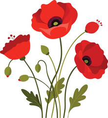 Fototapeta premium Red poppies on transparent background