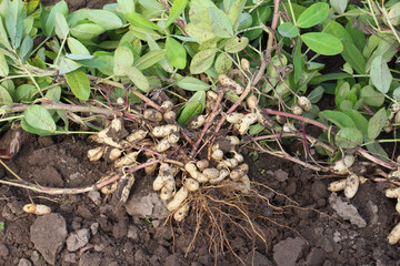 Freshly dug peanut bush with fruits