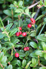  Lingonberries (Vaccinium vitis-idaea) are ripening on the bush