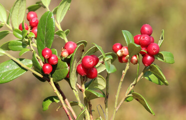  Lingonberries (Vaccinium vitis-idaea) are ripening on the bush