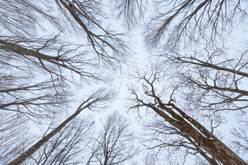 A low-angle shot of bare winter tree branches reaching towards a cloudy, cold sky, creating a natural, symmetrical pattern. Perfect for winter, nature, or seasonal concepts.