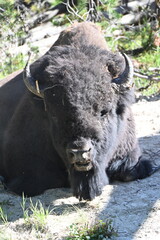 Fototapeta premium Buffalo