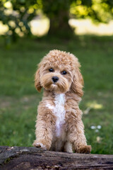 Maltipoo puppy in the garden