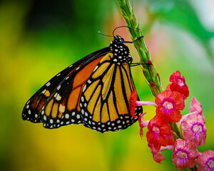 Monarch's Floral Dance