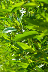Background of green pointed leaves on young bush. Fresh bright vegetation. Selective focus.