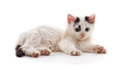 White tabby kitten lying down on white background.