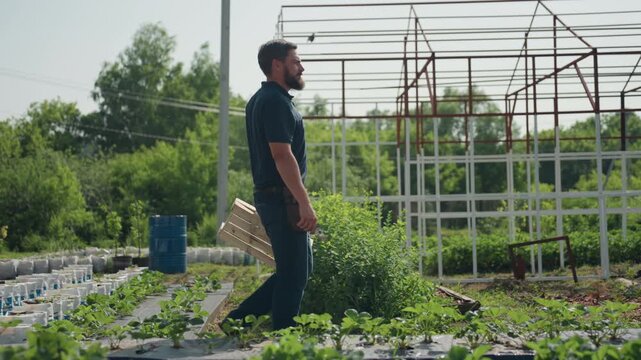 side view of man walking with crate and plier in hand through plant rows near metal frame structure inspecting crops on sunny day rural agriculture scene showing worker movement and care
