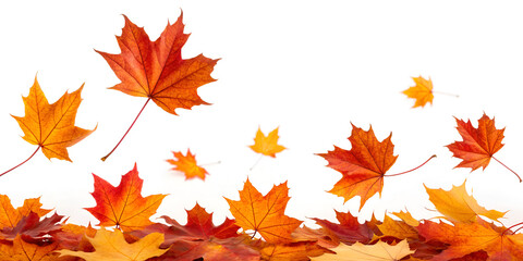 Falling autumn maple leaves isolated on clean white background seasonal nature concept