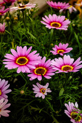 Beautiful and gentle pink flowers in the garden.