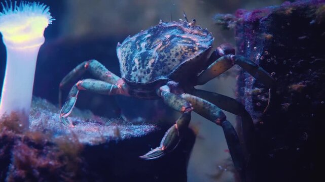 Close up of a blue crab from the back view beside a reef.