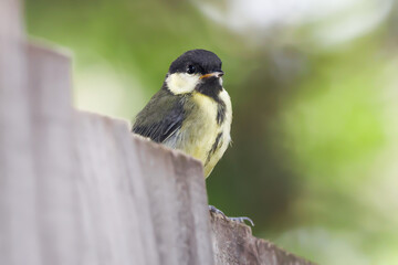 Obraz premium Great Tit On A Fence - 241A7299