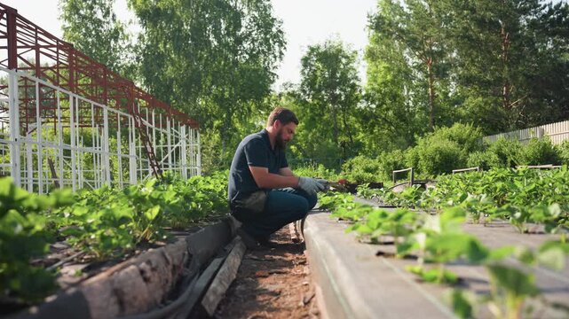 Side view agronomist squatting between raised beds works soil around green seedlings, pauses to touch back hair with gloved hand, then resumes tending under warm sun