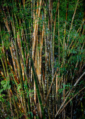 Bamboo tree