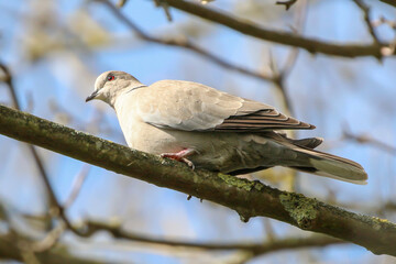 Collared Dove - IMG_2492