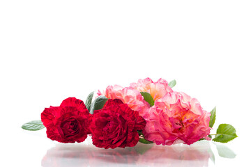 bouquet of delicate roses close-up on white background