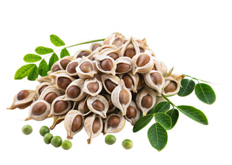 Moringa oleifera seeds isolated on white background