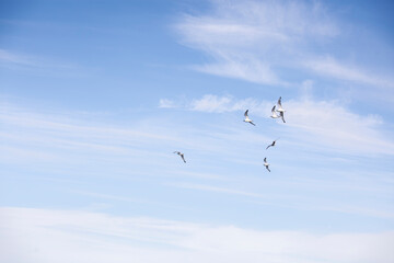 grupo de aves o pájaros volando en formación en un cielo azul sereno con algunas nubes suaves